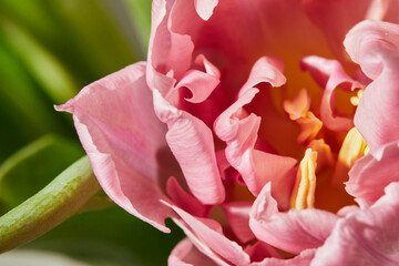 Fototapeta na wymiar Peony-shaped tulips photo in a bouquet. Macro photo of flowers. Spring and holiday concept, gifts for March 8 international women's day. Front view.