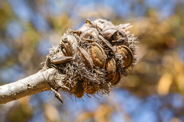 Fototapeta premium The seed pod of Banksia Speciosa (Showy Banksia) 