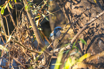 Western Scrub Jay (Aphelocoma Californica) sitting in a tree and holding an acorn in its beak. 