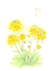 菜の花の水彩イラスト