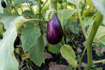 eggplant on a bush in a garden in a greenhouse