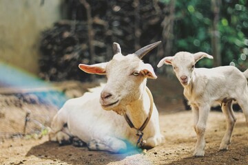 Goat w/ rainbow - Courtney Harrell