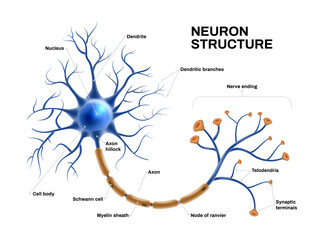 Realistic Neuron Anatomy