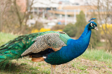 Obraz premium Portrait of beautiful peacock with long tail feathers