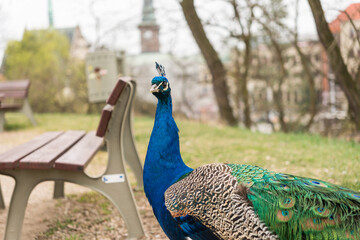 Obraz premium Portrait of beautiful peacock with long tail feathers