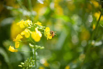 蜜蜂と菜の花　みつばち　ミツバチ