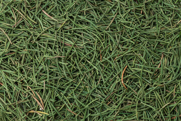 full frame spruce or fir needles background backdrop. above view. studio shot. design template. christmas background concept