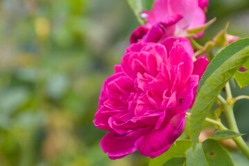pink rose blooming bright soft blur in garden park