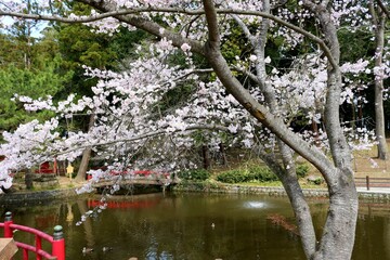 桜を眺めながら散策する　春の風景