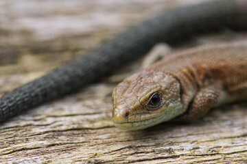 Fence lizard macro portrait