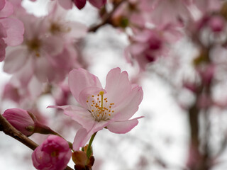 Branch with Cherry Flowers close-up. Blossoming cherry tree. Cherry flowers.