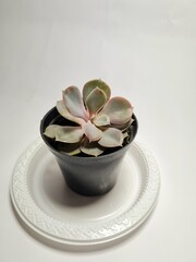 Fototapeta na wymiar Cactus plant on a white background