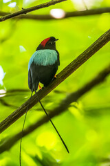 The long-tailed manakin (Chiroxiphia linearis) is a species of bird in the family Pipridae native to Central America where it inhabits both wet and dry tropical and subtropical forests.