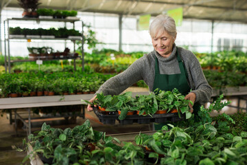 Experienced focused aged saleswoman working in garden shop, examining and preparing potted ornamental plants for sale..