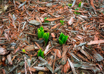 spring flowers.  early growth