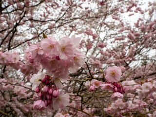 Branch with Cherry Flowers close-up. Blossoming cherry tree. Cherry flowers.