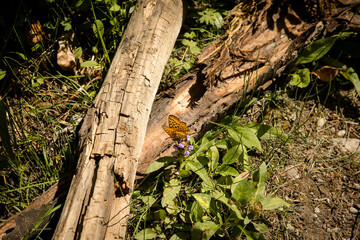 Brilliant orange and black fritillary butterfly on the forest floor