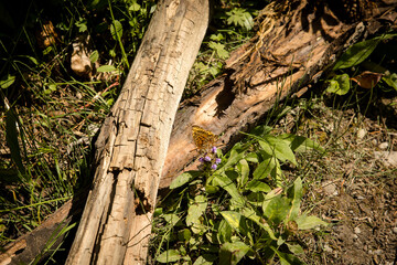 Brilliant orange and black fritillary butterfly on the forest floor