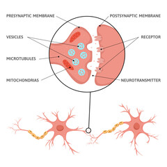 Brain Synapse Scheme Infographics