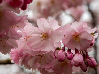 Branch with Cherry Flowers close-up. Blossoming cherry tree. Cherry flowers.