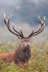 Papier Peint photo Lavable Cerf Red Deer dans l& 39 herbe haute pendant le rut annuel au Royaume-Uni