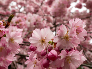 Branch with Cherry Flowers close-up. Blossoming cherry tree. Cherry flowers.