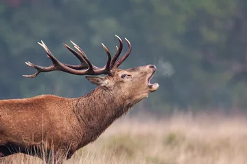 Fototapete Hirsch Red Deer im hohen Gras während der jährlichen Brunft im Vereinigten Königreich