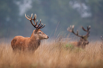 Red Deer in the long grass during the annual rut  in the United Kingdom