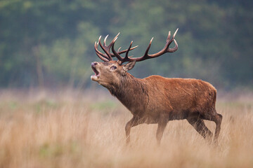 Red Deer in the long grass during the annual rut  in the United Kingdom