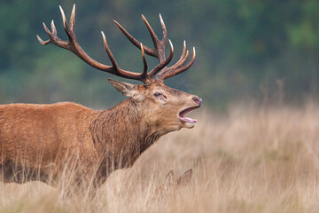 Naklejka na ściany i meble Red Deer in the long grass during the annual rut in the United Kingdom