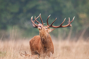 Red Deer dans l& 39 herbe haute pendant le rut annuel au Royaume-Uni