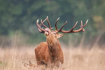 Papier Peint photo Lavable Cerf Red Deer dans l& 39 herbe haute pendant le rut annuel au Royaume-Uni