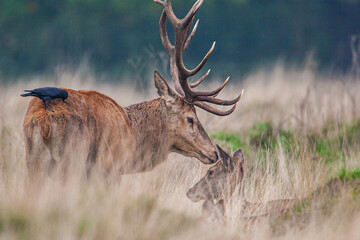 Red Deer in the long grass during the annual rut  in the United Kingdom