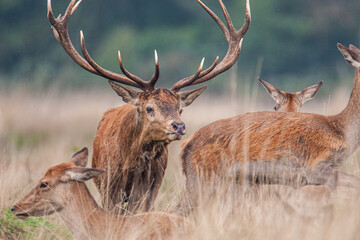 Red Deer in the long grass during the annual rut  in the United Kingdom
