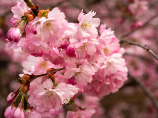 Branch with Cherry Flowers close-up. Blossoming cherry tree. Cherry flowers.