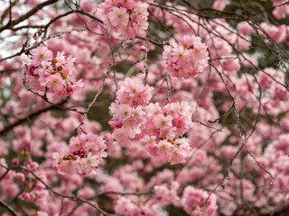 Branch with Cherry Flowers close-up. Blossoming cherry tree. Cherry flowers.