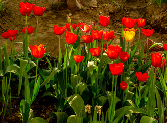 Bright color backgrounds of spring flowers of various colors.