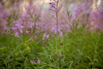 Beautiful lavender blossoms in a burnt mountain forest