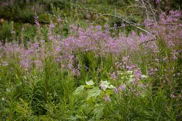 Beautiful lavender blossoms in a burnt mountain forest