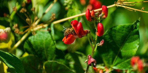 abeja polinizando flor de porotos rojos con fondo natural verde con hojas desenfocadas, huerta sustentable 