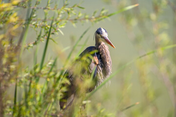 Great blue heron (Ardea cinerea) stands in a swamp.