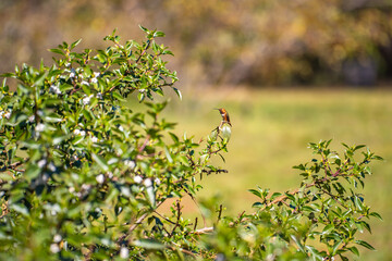 Allen's hummingbird perched on a tree. 