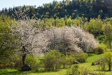 Flowering cherry trees view