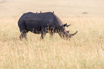Black Rhinoceros with Oxpecker birds on the savanna