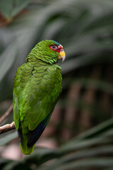 Parrot standing on a tree branch