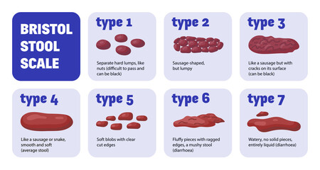 Bristol Stool Scale Composition