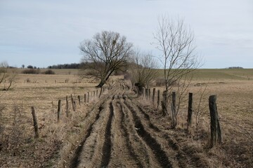 A dirt road with deep furrows between the fields. Tree on the horizon.