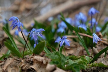 Blue flowers of Scilla siberica (Siberian Squill) in the forest