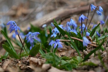 Blue flowers of Scilla siberica (Siberian Squill) in the forest