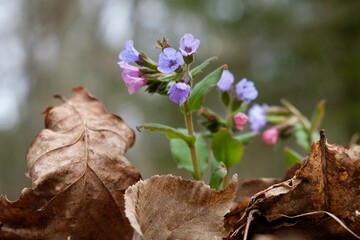 Little violet flowers of  lungwort (Pulmonaria officinalis) - medicinal plant